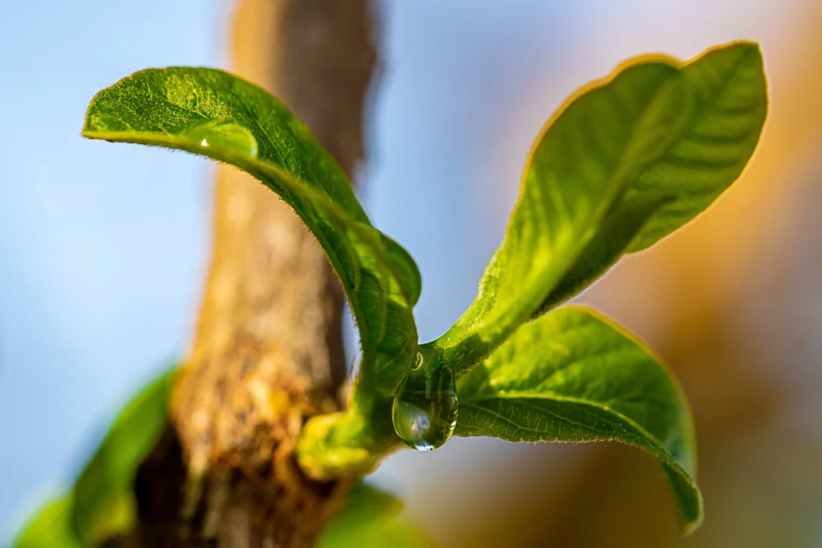 Guava Wood for Smoking Meat: A Flavorful and Sustainable Option