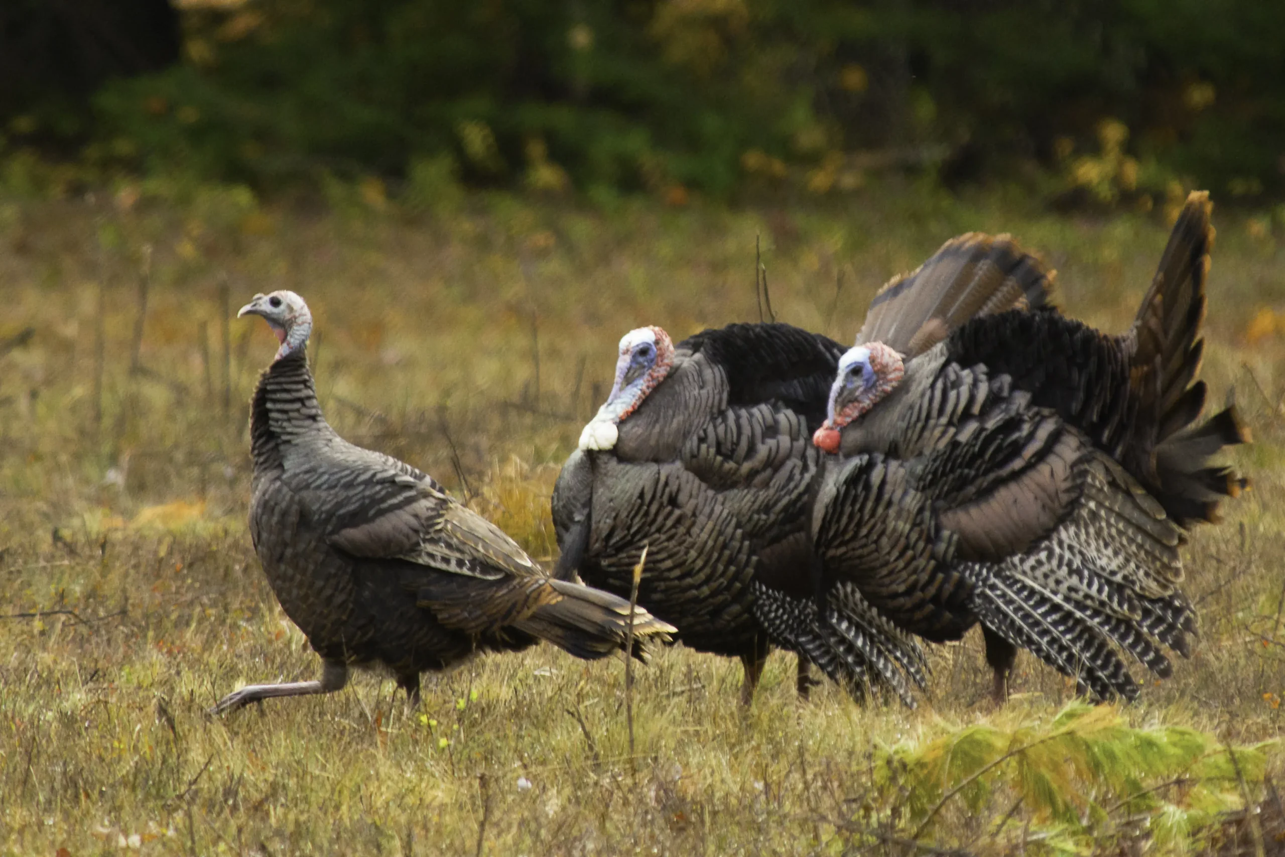 thanksgiving turkey stats