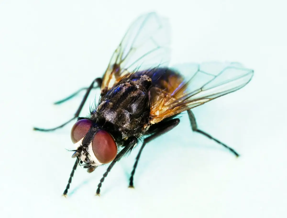 Why are flies attracted to grilling food?