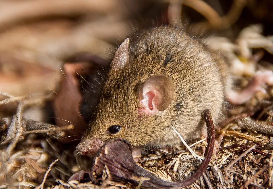 How to Keep Mice Away from Grills: Tips and Tricks